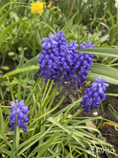 Многолетники цветы