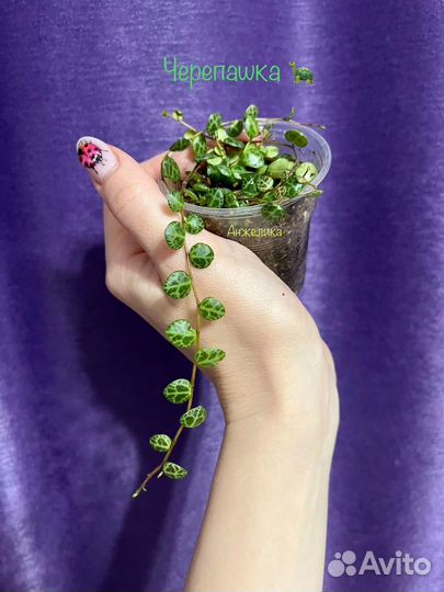 Пеперомия прострата / Черепашка