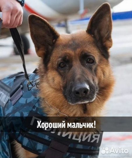 Чистокровные служебные немецкие овчарки - щенки