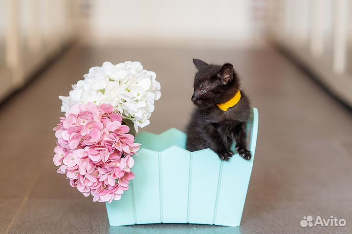 Черный котенок мальчик в добрые руки