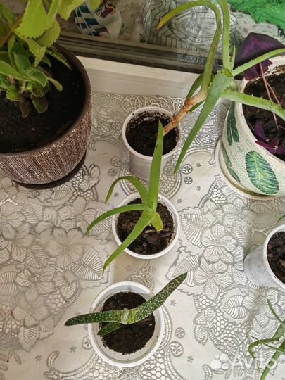 Алоэ, кактус. Цветы в дар