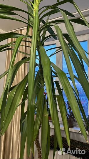 Юкка пальма 2,5 метра