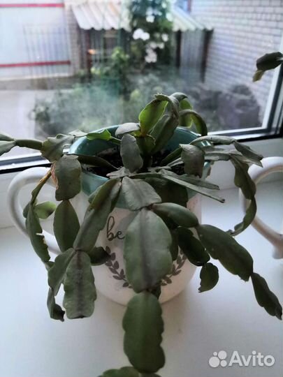 Декабрист шлюмбергера