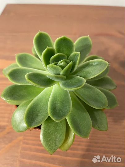 Суккуленты