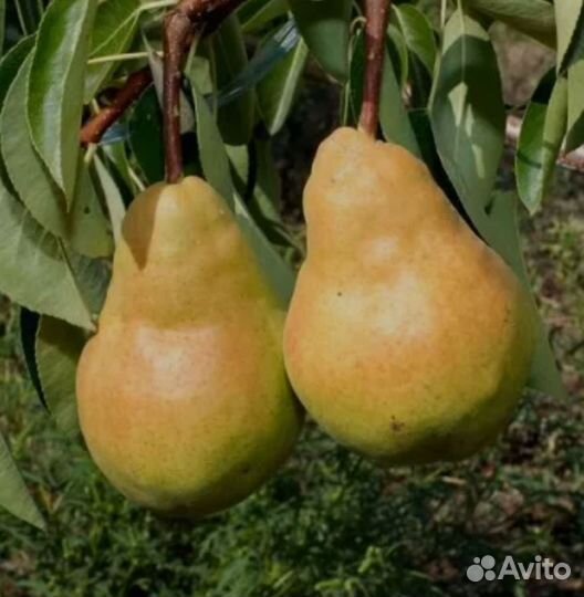 Груша саженцы 8 сортов