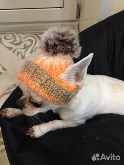 Шапочки для собак мелких пород