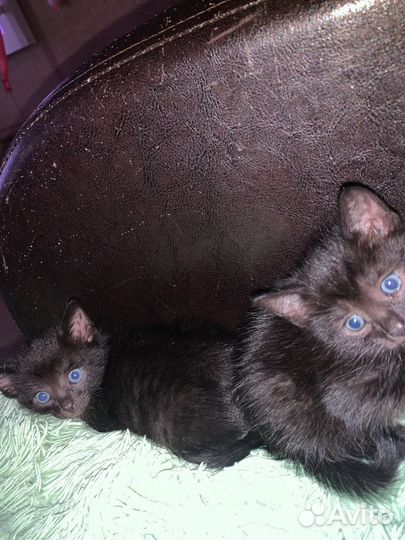 Котенок (девочка) в добрые руки бесплатно