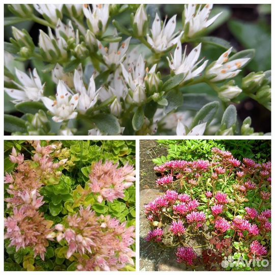 Дорожка в саду № 124