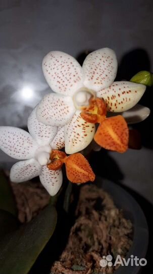 Орхидея фаленопсис