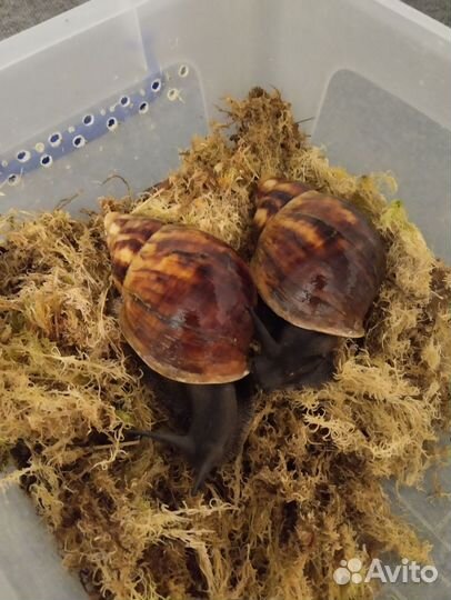 Улитки архахатины маргинаты