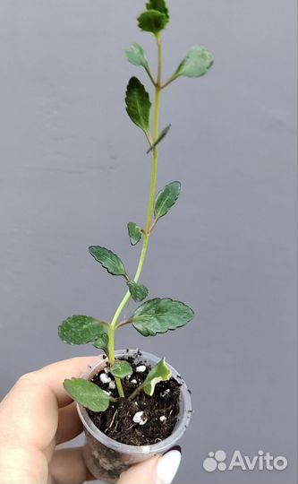 Каланхоэ ампельное Мангина оранж