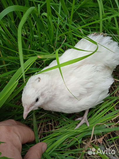 Перепела суточные