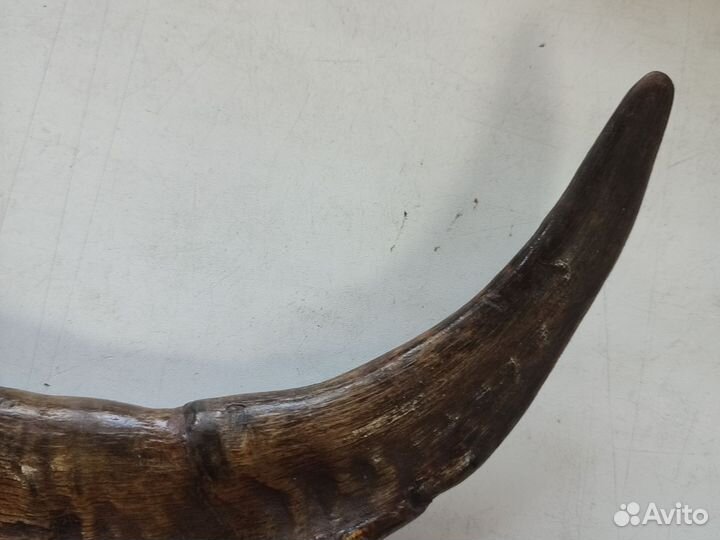 Рога горного козла