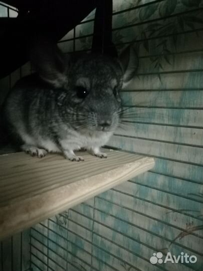 Шиншилла