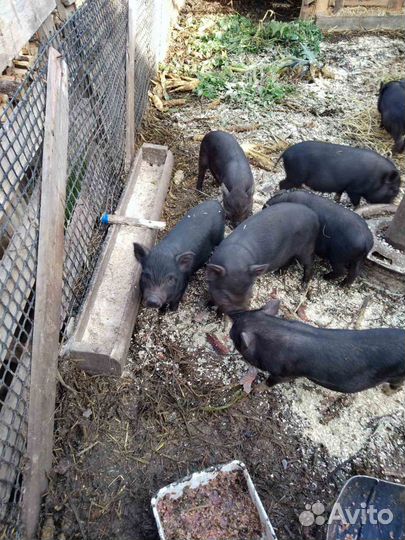 Продаю поросят