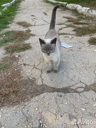 Сиамская кошка