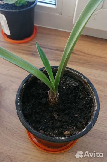 Гиппеаструм амариллис луковицы