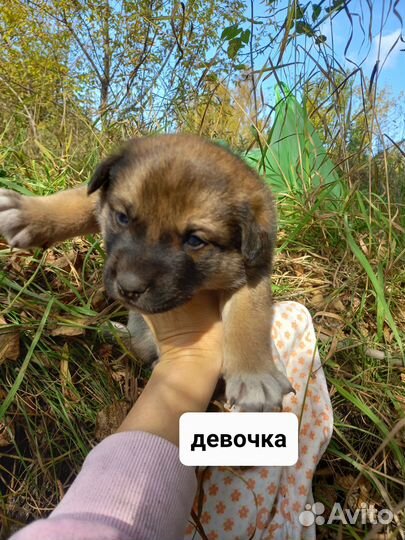 Отдам кота в добрые руки