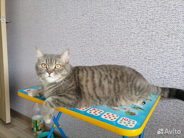 Кот Симба