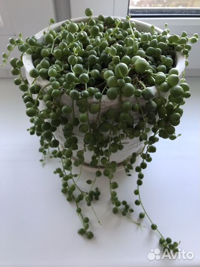 Крестовник роули