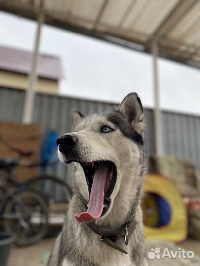 Собака в добрые руки хаски