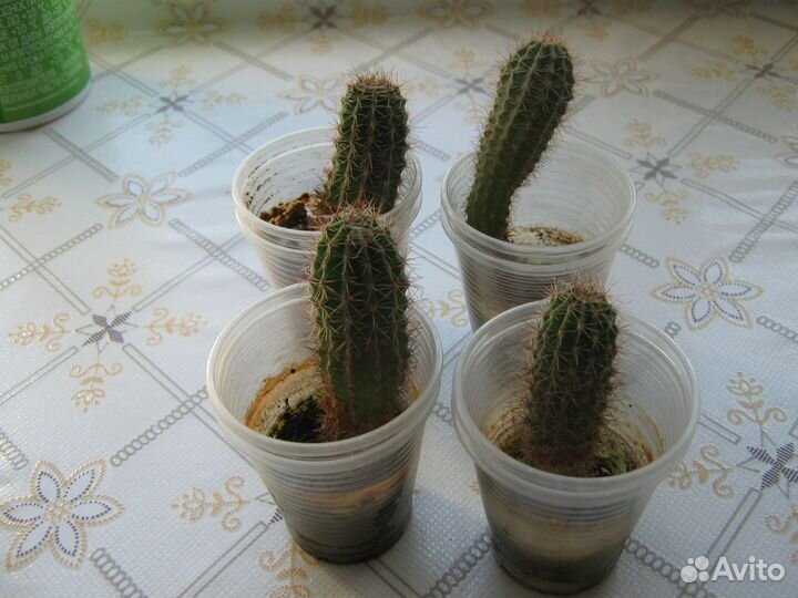 Детки кактуса