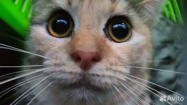 Спасенные кошки Профессора