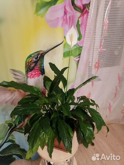 Спатифиллум цветущий