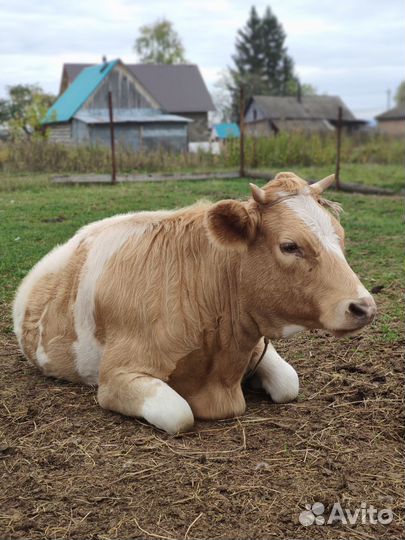 Корова / Телка