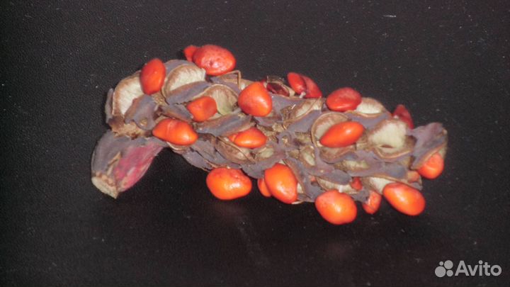 Семена наиредчайшей магнолии для России