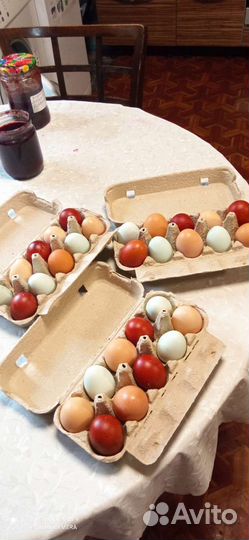 Особенные Куриные яйца