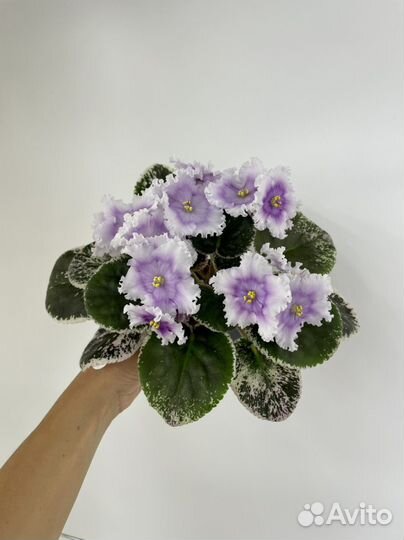 Цветущие фиалочки на подарок