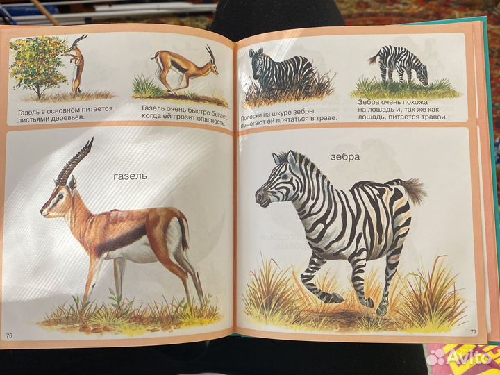 Твоя первая энциклопедия животные