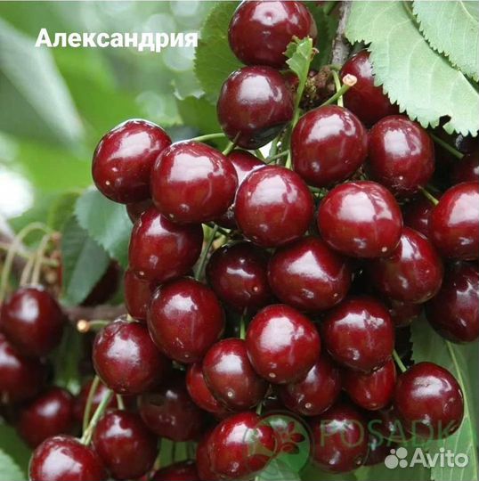 Саженцы Крупноплодных сортов черешни на всл2