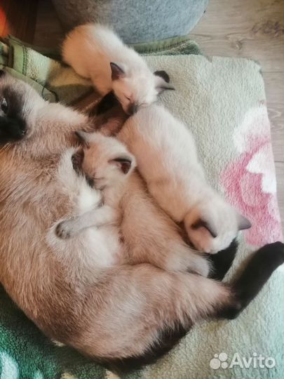 Тайские котята