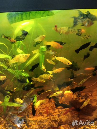 Аквариумные рыбки Книги