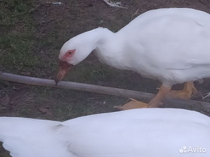 Мускусные утки индоутки индоутята