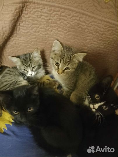 Кошка в дар