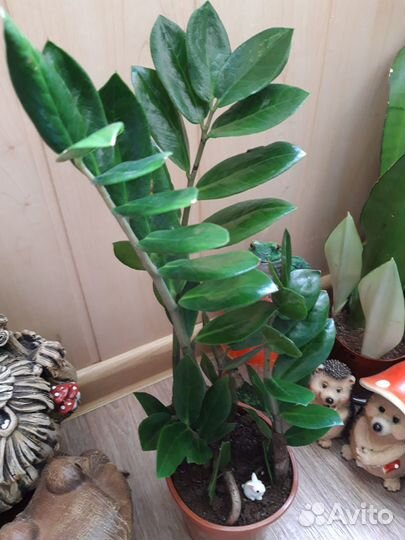 Замиокулькас (Долларовое дерево )