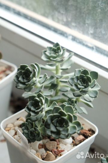 Эхеверии суккуленты