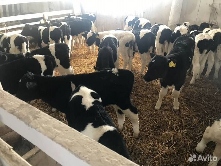 Бычки 1-3мес