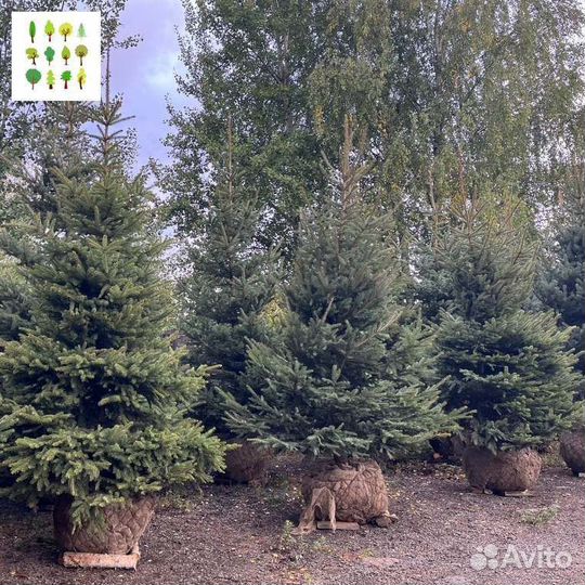 Крупномер ель с гарантией опт