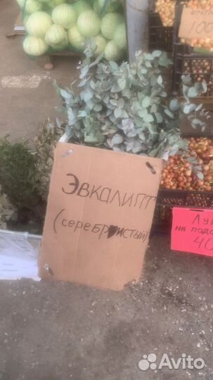 Эвкалипт сер, Веники, травы (запарки для бани)