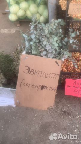 Эвкалипт сер, Веники, травы (запарки для бани)