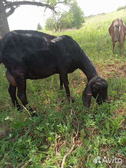 Козы чешские