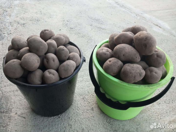 Продам картофель