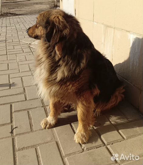 Добрый потеряшка