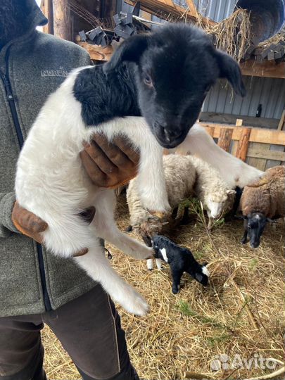 Овцы бараны ягнята дорпер