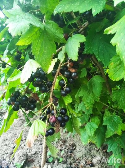 Кусты Смородины продам