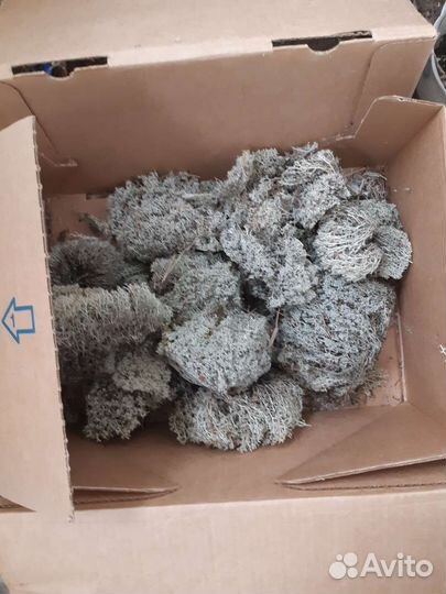 Мох ягель сухой, палочки с лишайником